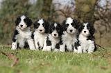 BEARDED COLLIE 074